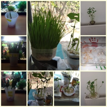 plants2